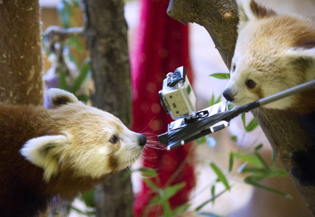 Animal shots of the week